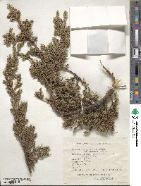 Juniperus communis var. saxatilis image