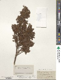 Juniperus communis image