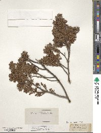 Juniperus communis var. saxatilis image