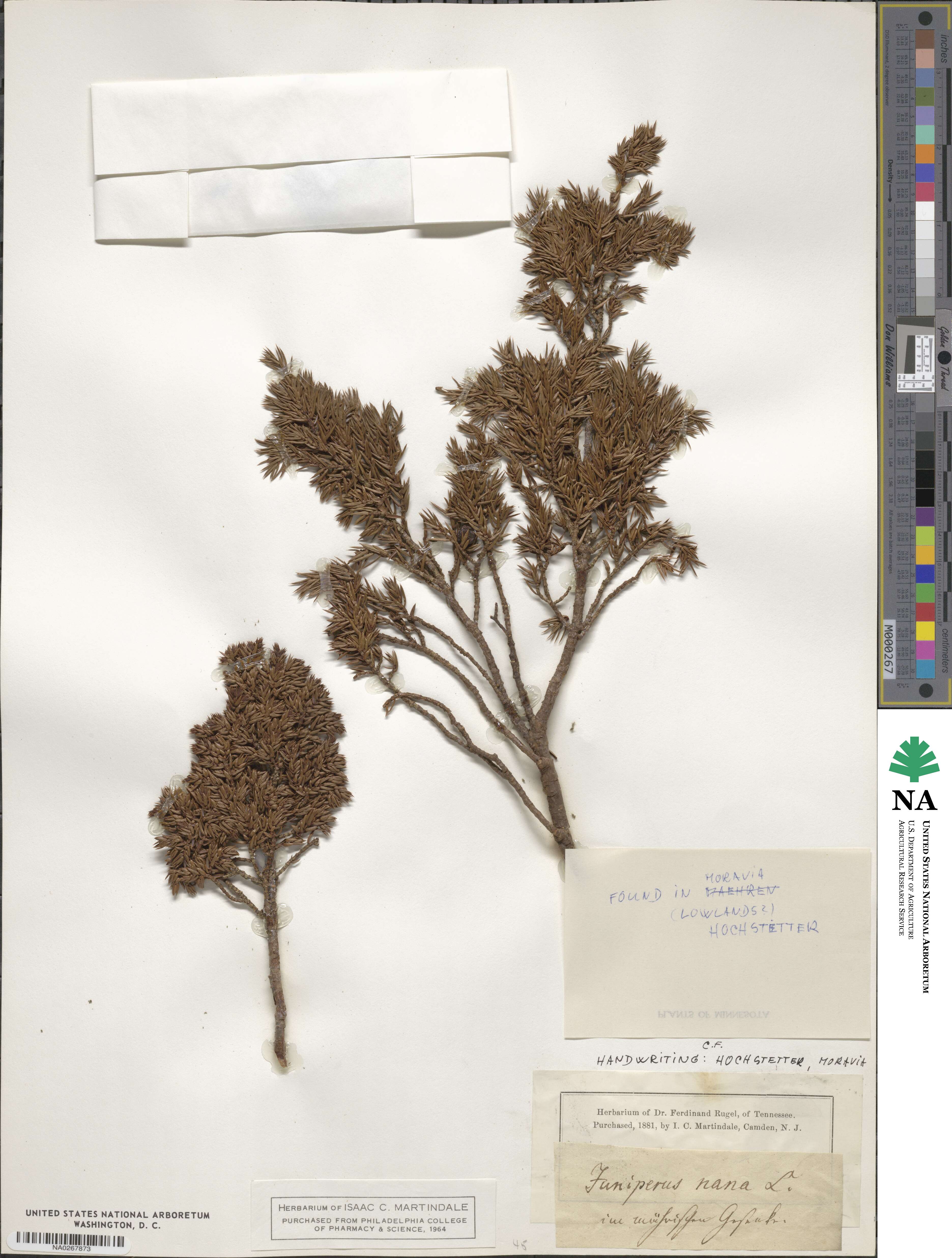 Juniperus communis image