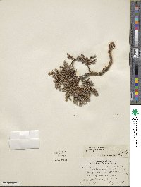 Juniperus communis var. saxatilis image