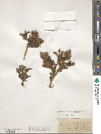 Juniperus communis image