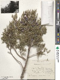 Juniperus excelsa image