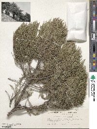 Juniperus excelsa image