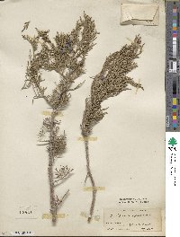 Juniperus excelsa image