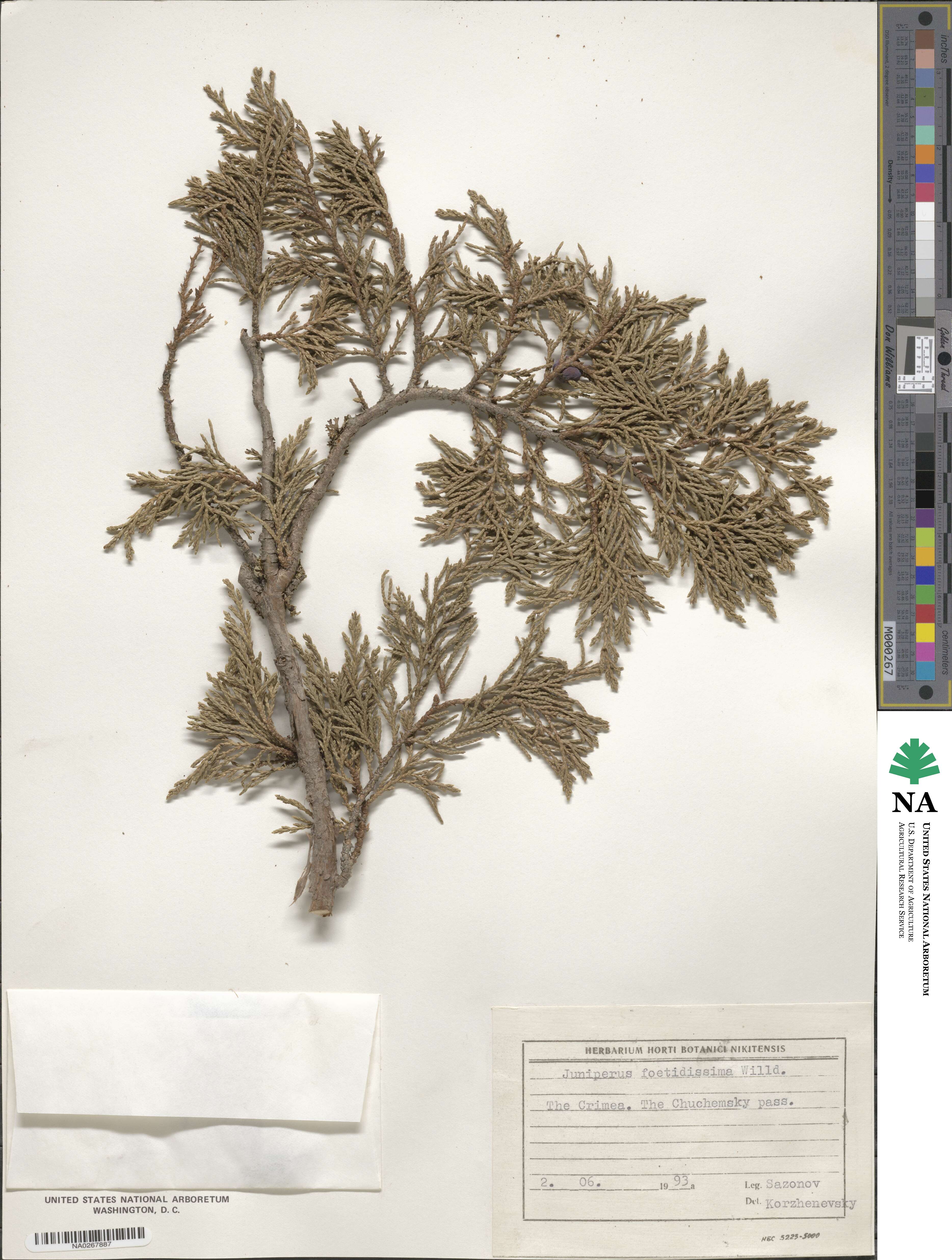 Juniperus foetidissima image