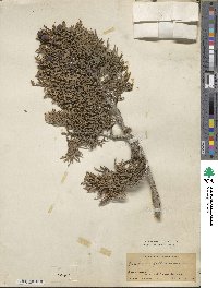 Juniperus foetidissima image