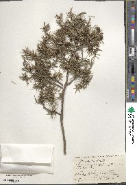 Juniperus oxycedrus image