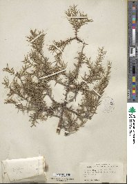 Juniperus oxycedrus image