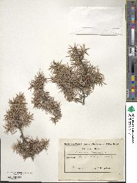 Juniperus oxycedrus image