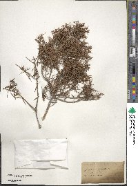 Juniperus oxycedrus image