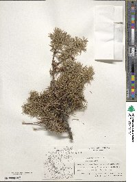 Juniperus oxycedrus image