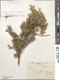 Juniperus oxycedrus image