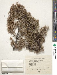 Juniperus oxycedrus image