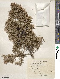 Juniperus oxycedrus image