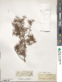 Juniperus oxycedrus image