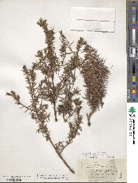 Juniperus oxycedrus image