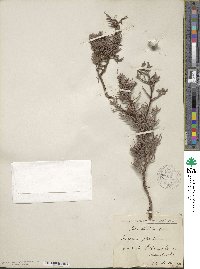 Juniperus phoenicea image