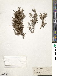 Juniperus phoenicea image