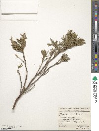 Juniperus sabina image