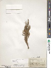 Juniperus sabina image