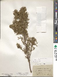 Juniperus sabina image