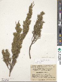 Juniperus sabina image