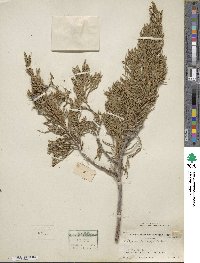 Juniperus chinensis image