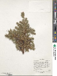 Juniperus rigida image