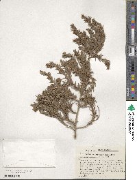 Image of Juniperus cedrus