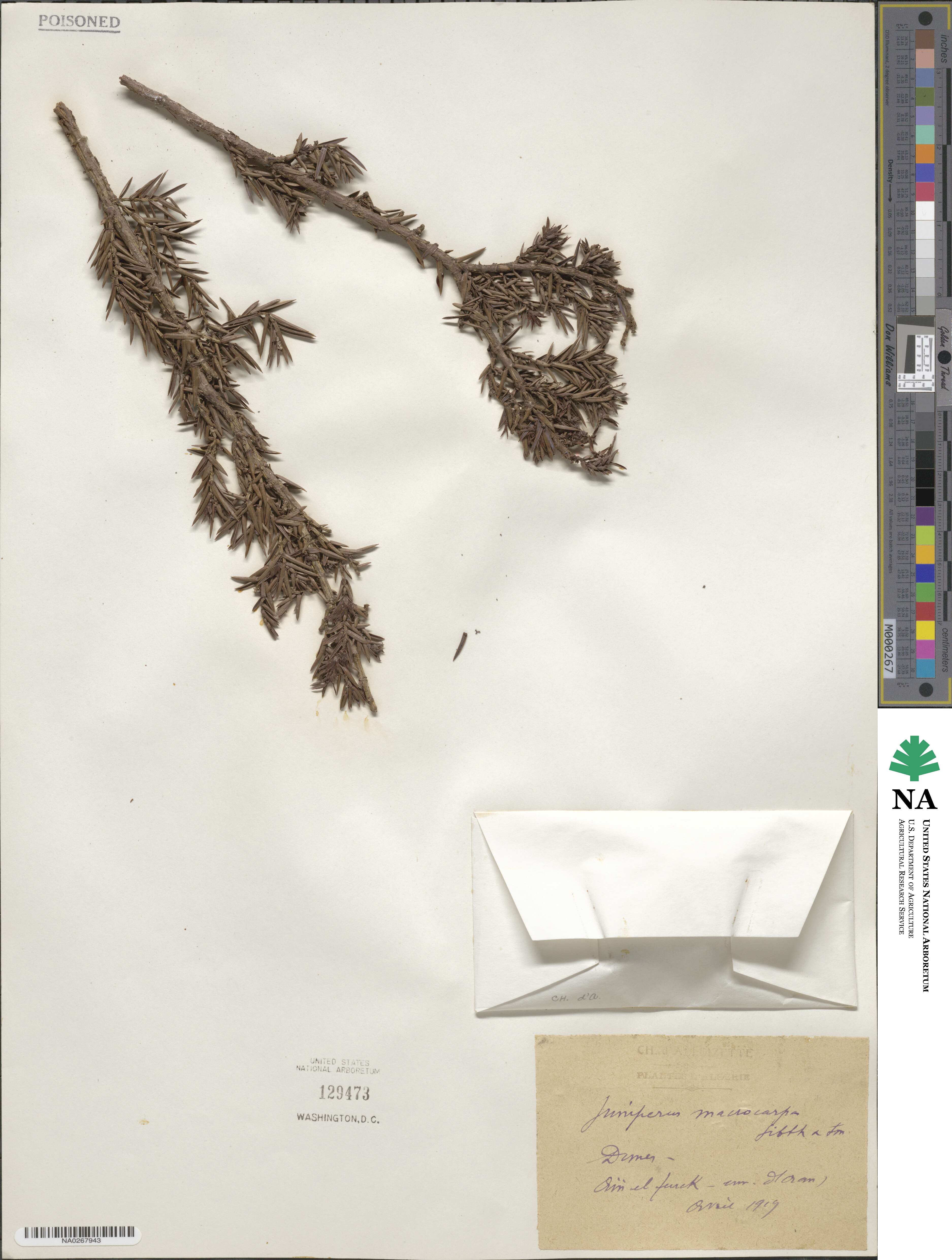 Juniperus oxycedrus subsp. macrocarpa image