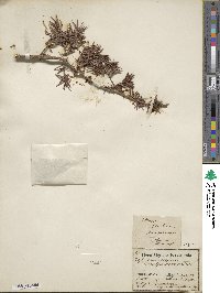 Juniperus oxycedrus image