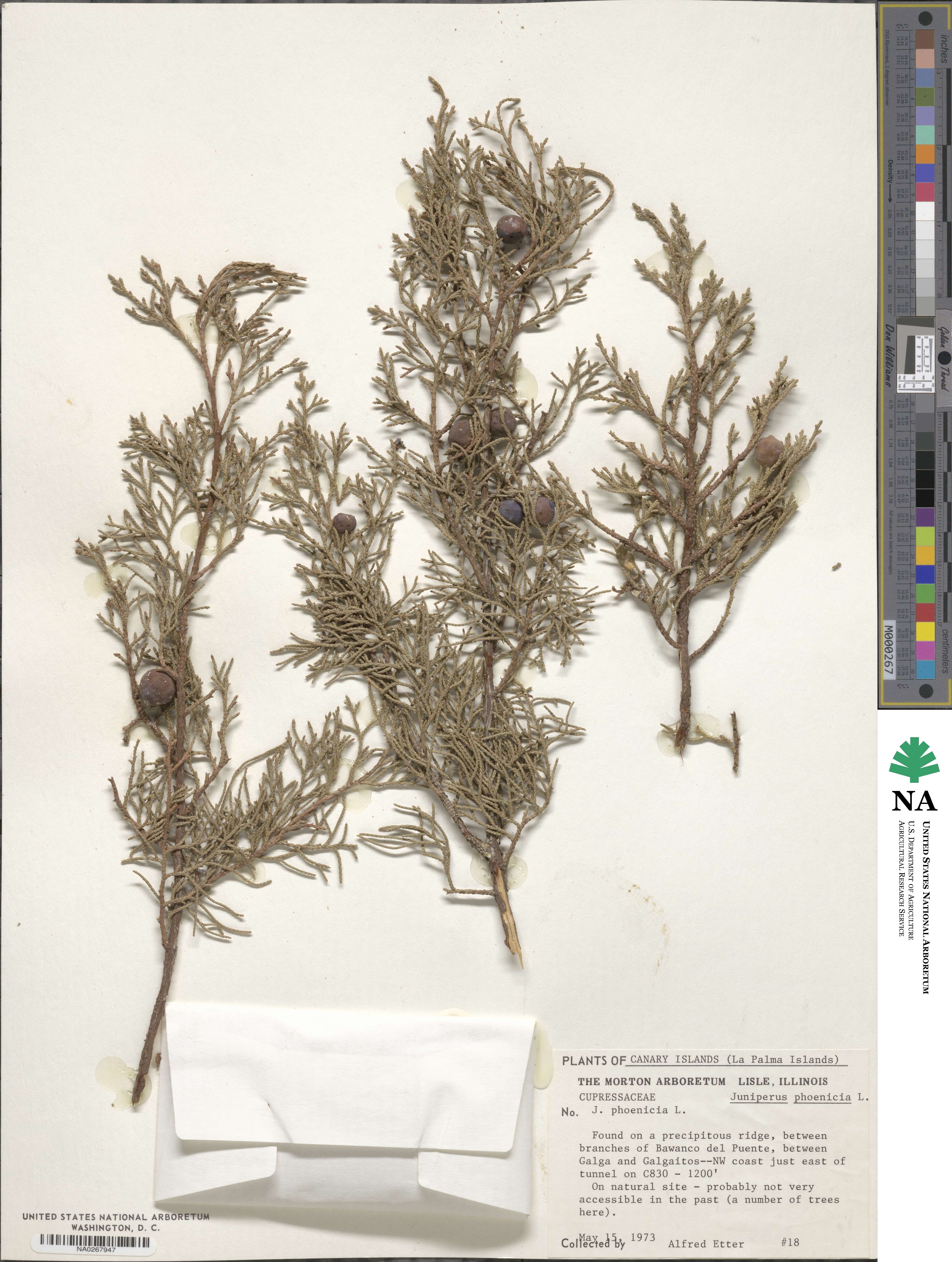 Juniperus phoenicea image