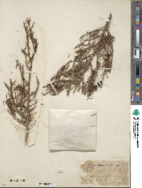 Juniperus phoenicea image