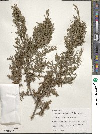 Juniperus procera image