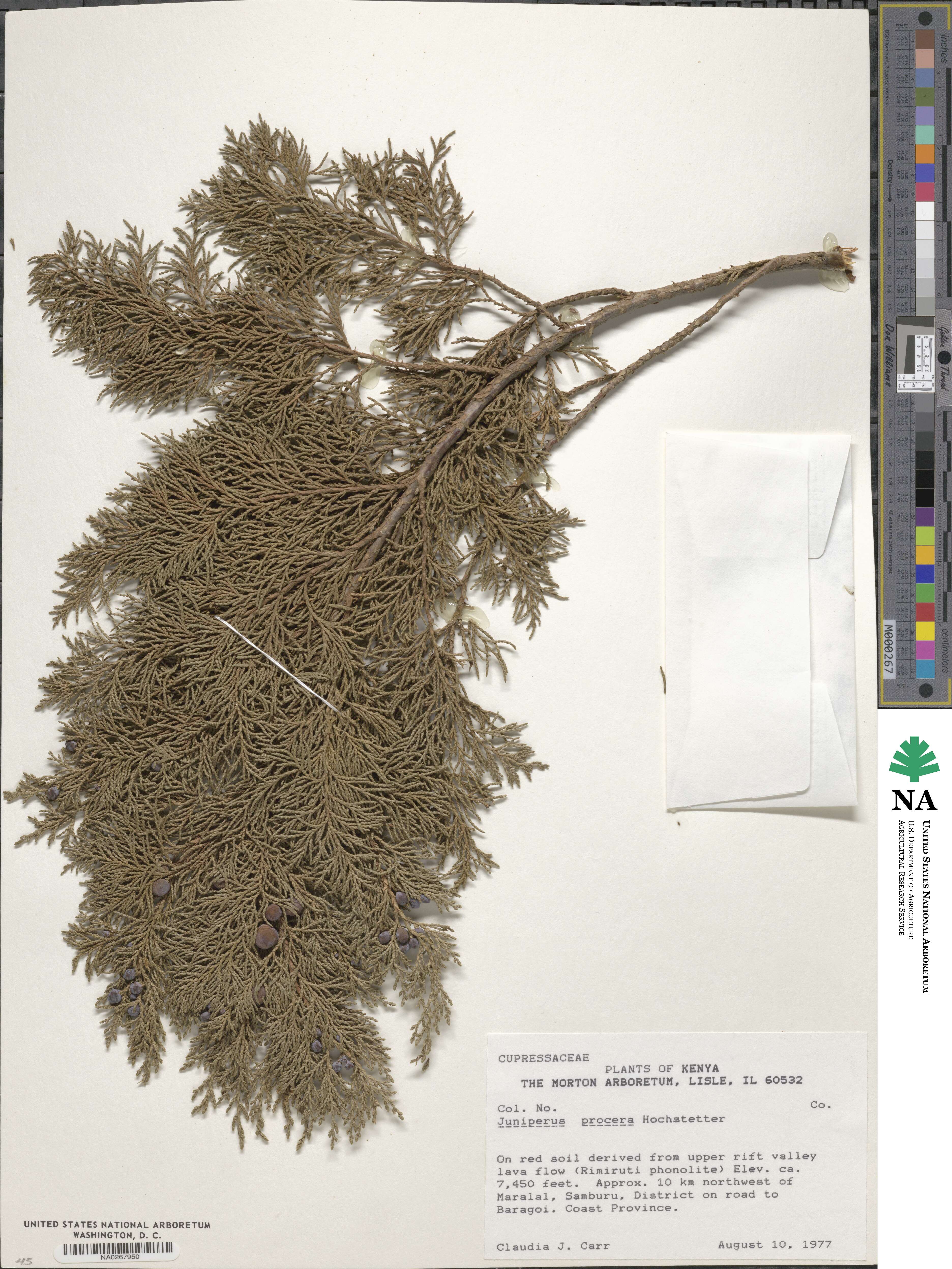 Juniperus procera image