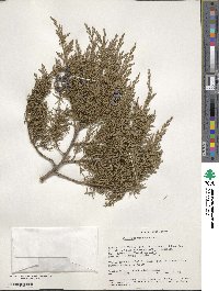 Juniperus procera image