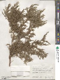 Juniperus procera image