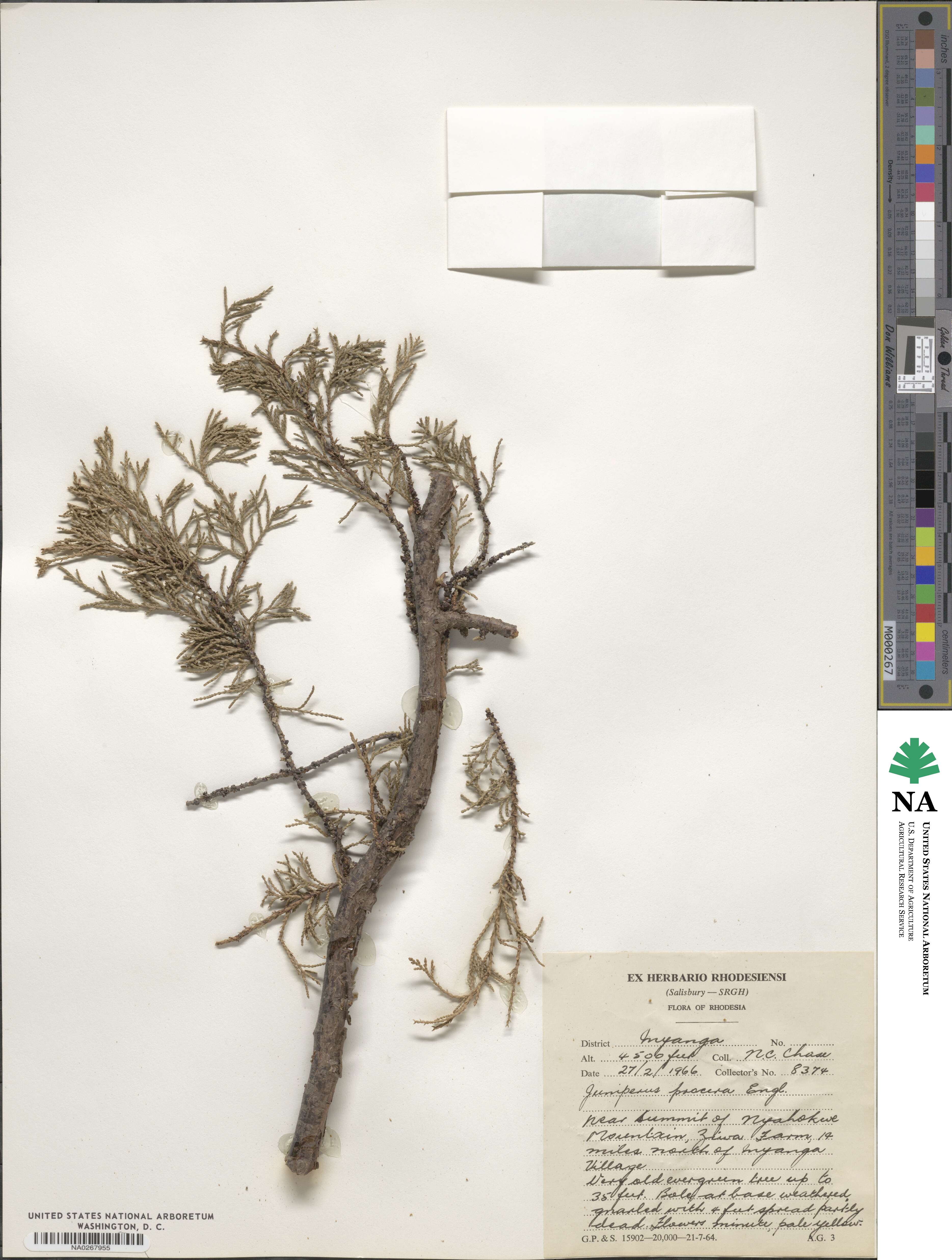 Juniperus procera image