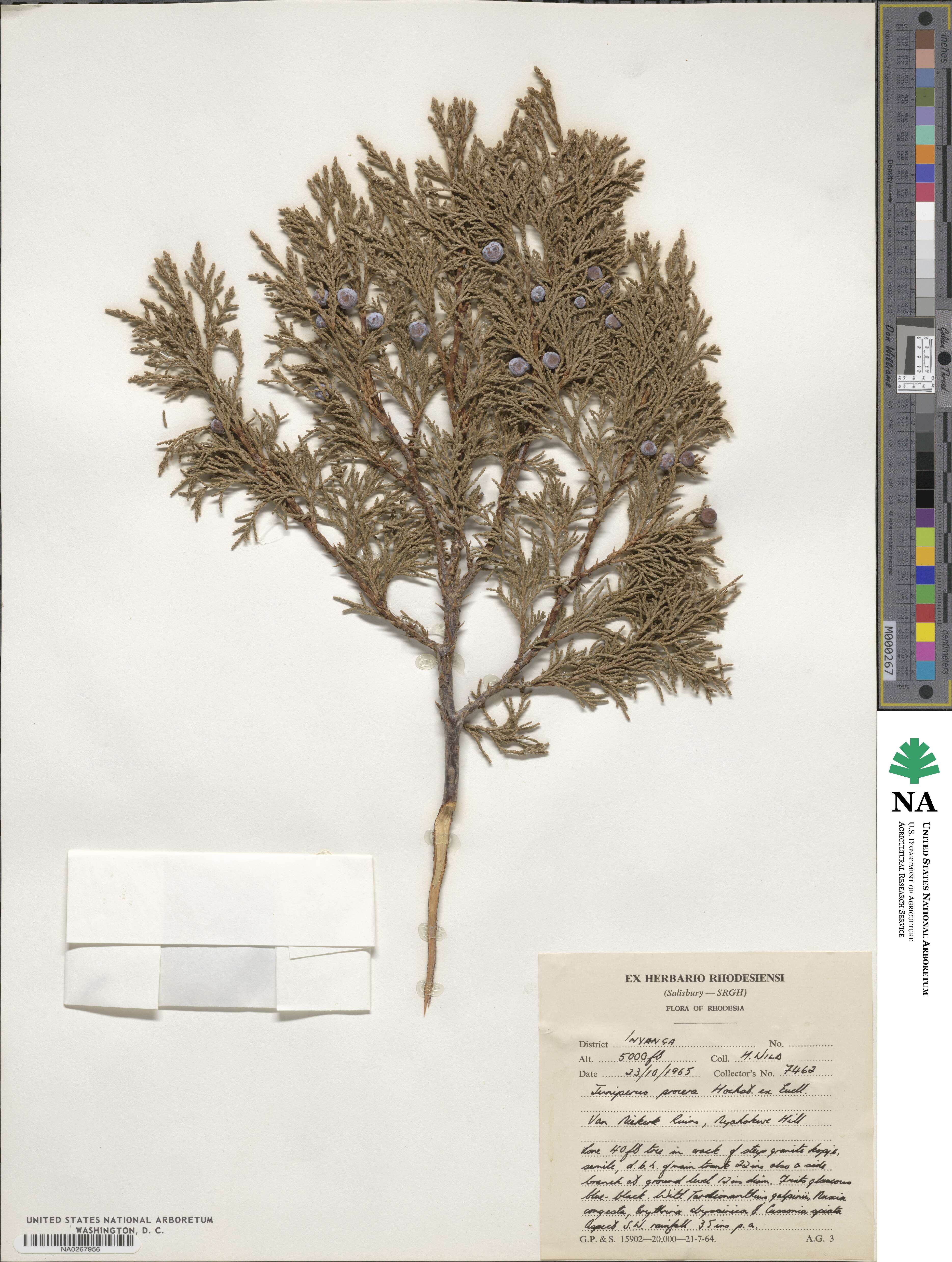 Juniperus procera image