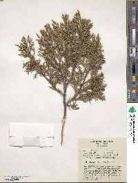 Juniperus procera image