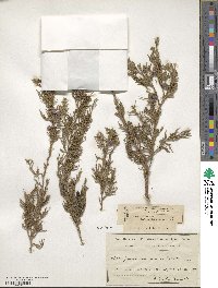 Juniperus procera image