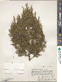 Juniperus procera image