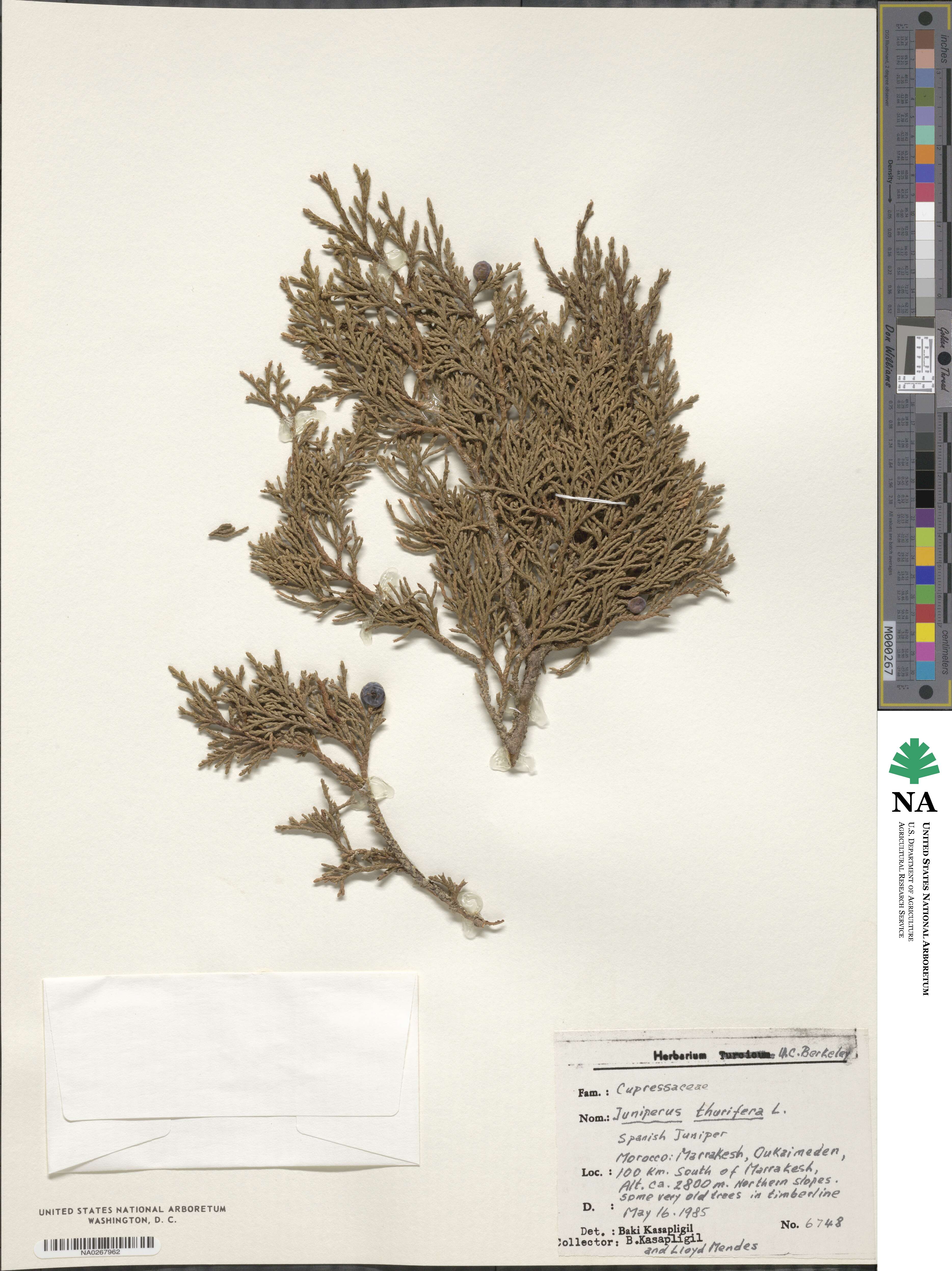 Juniperus thurifera image