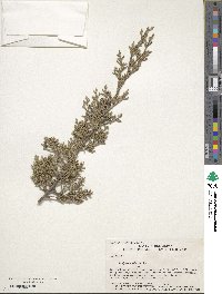 Juniperus ashei image