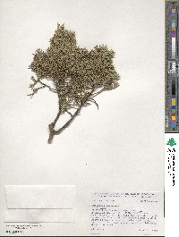 Juniperus chinensis image