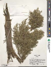 Juniperus chinensis image