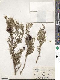 Juniperus chinensis image