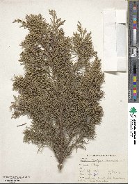 Juniperus chinensis image