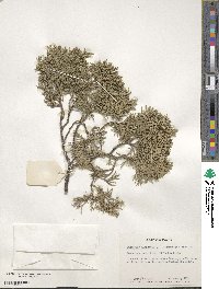 Juniperus chinensis image